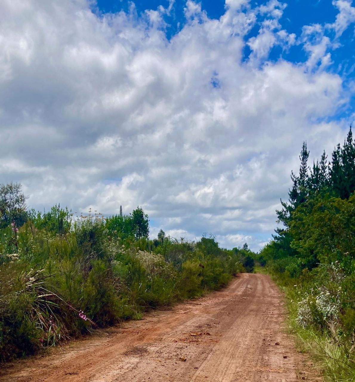 מלון Harkerville Protea Wilds Retreat מראה חיצוני תמונה